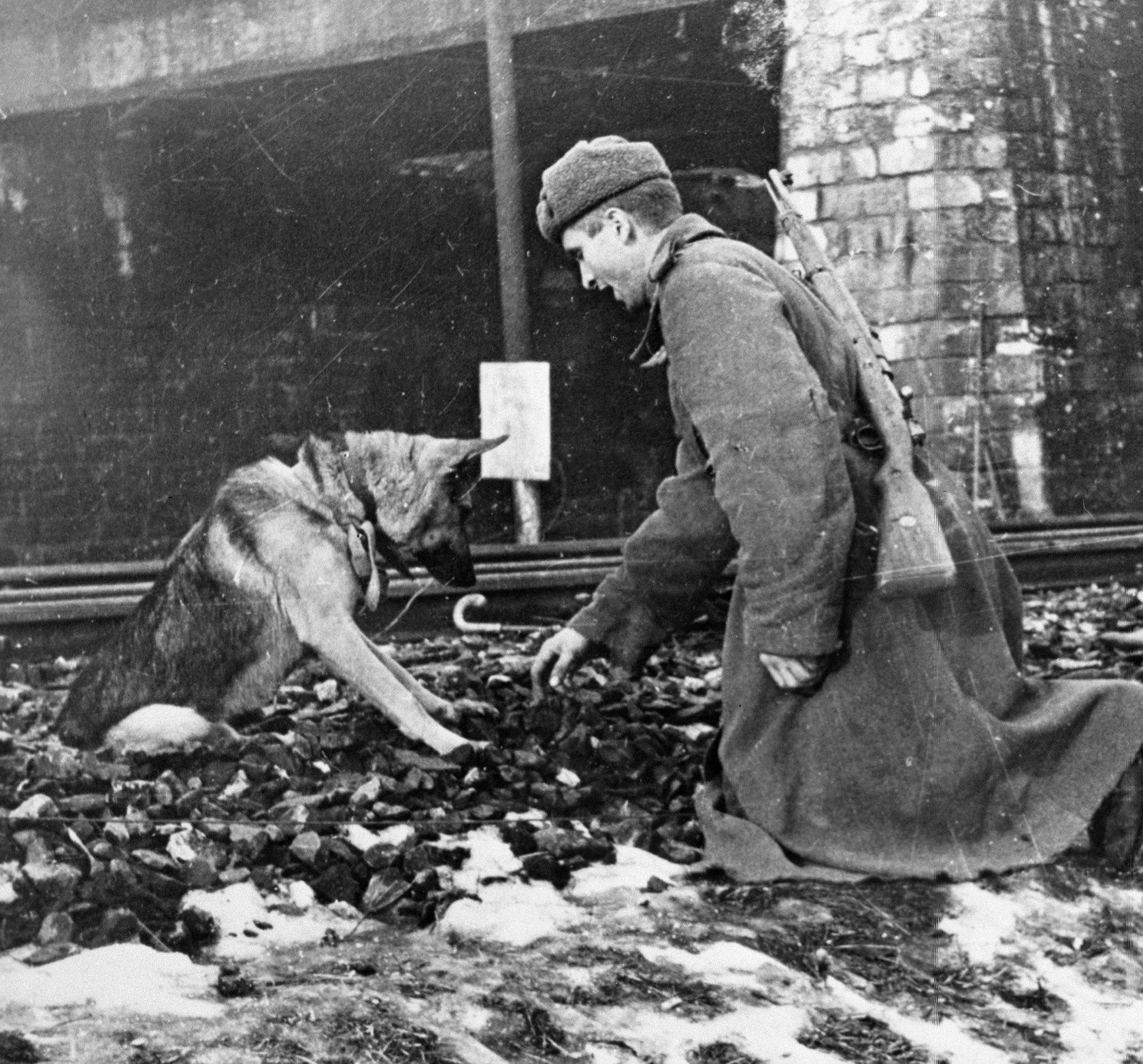 Animales heroicos de la II Guerra Mundial